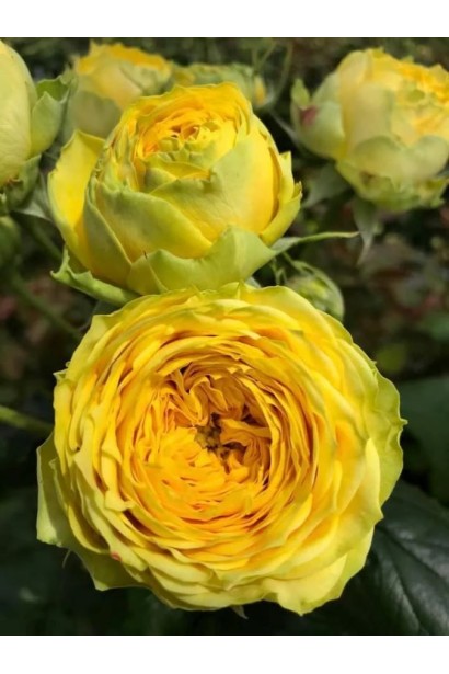 Роза желтая Луна Трендсеттер